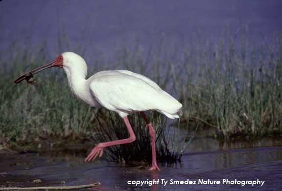 African Spoonbill with frog, Ngorongoro Crater, Tanzania