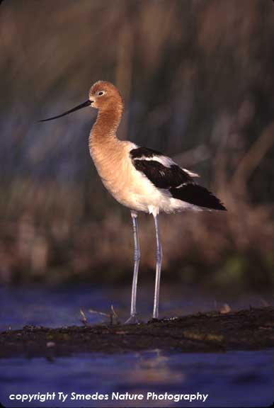 American Avocet