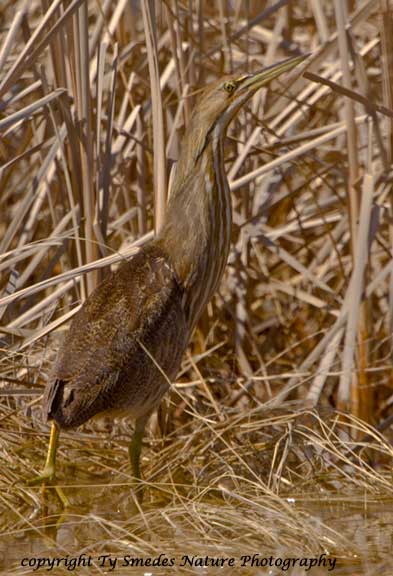 American Bittern