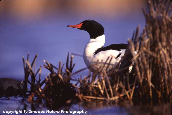 American Merganser Drake
