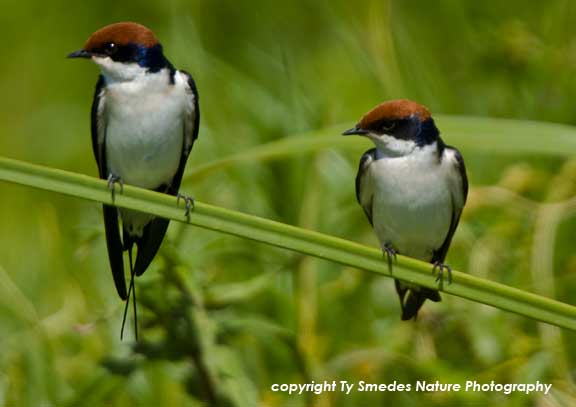 Angola Swallows , Amboseli National Park, Kenya