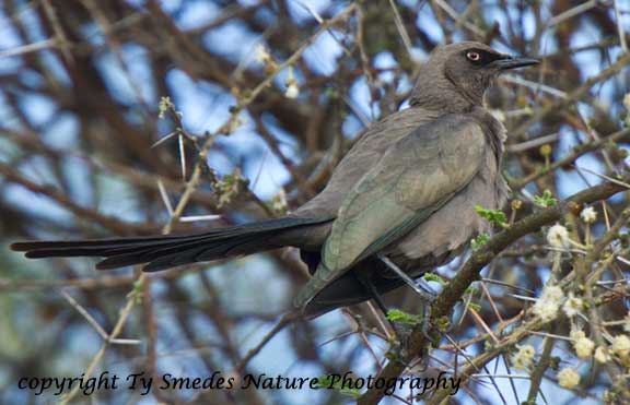 Ashy Starling, Tarangire National Park, Tanzania