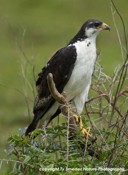 Augur Buzzard, Serengeti Plains, Tanzania