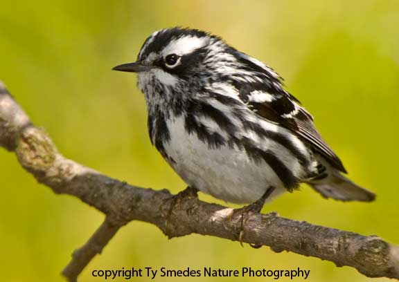 Black and White Warbler - male