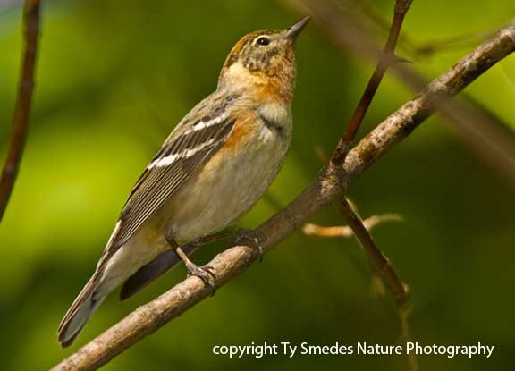 Bay-breasted Warbler - female