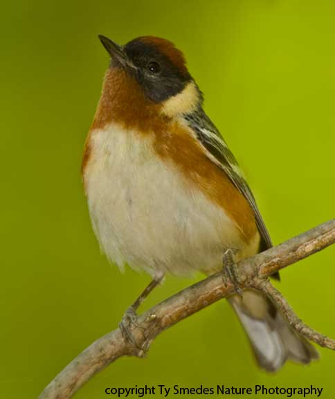 Bay-breasted Warbler - male