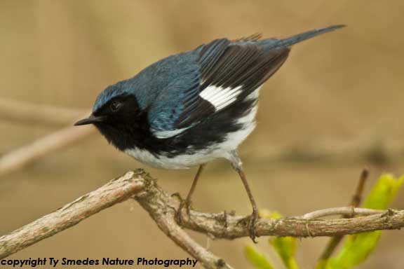 Black-throated Blue Warbler