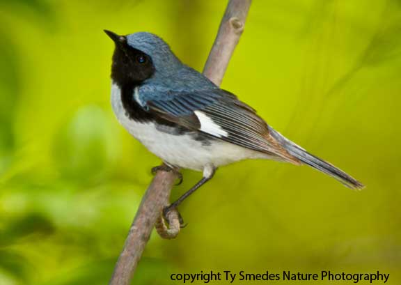 Black-throated Blue Warbler - male