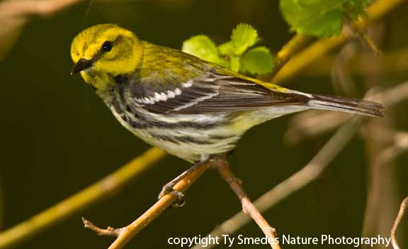 Black-throated Green Warbler - female