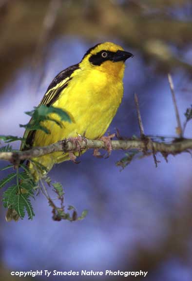 Baglafecht Weaver, Lake Naivasha, Kenya