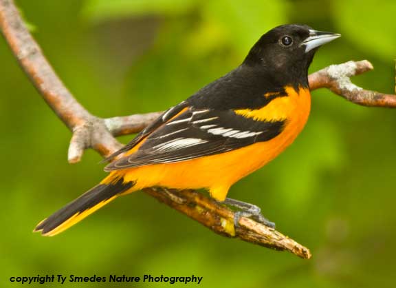 Baltimore Oriole Male