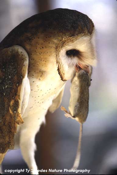 Barn Owl with Mouse