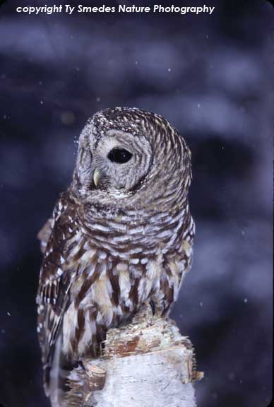 Barred Owl in Snowstorm