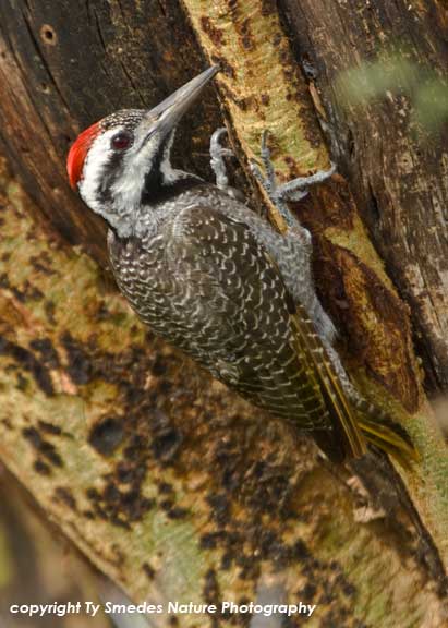 Bearded Woodpecker, Serengeti National Park, Tanzania