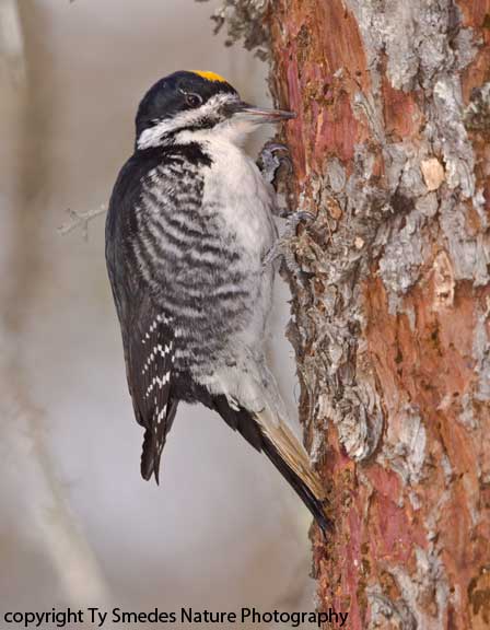 Male Black-backed Woodpecker