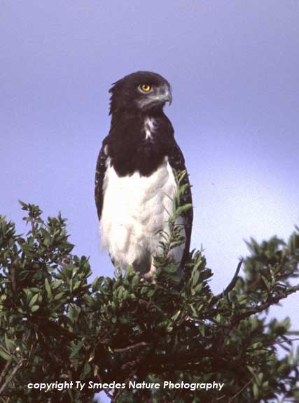 Black-chested Snake Eagle in Samburu National Park, Kenya