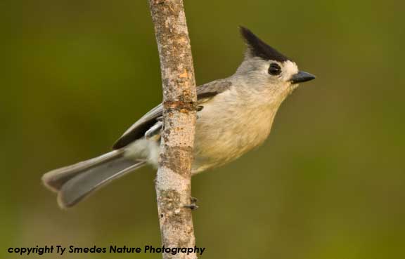 Black-crested (Mexican) Titmouse