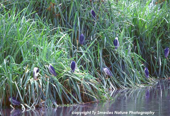 Black-crowned Night Herons, Ngorongoro Crater, Tanzania