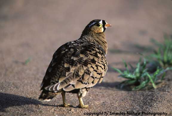 Black-faced Sandgrouse, Tarangire National Park, Tanzania