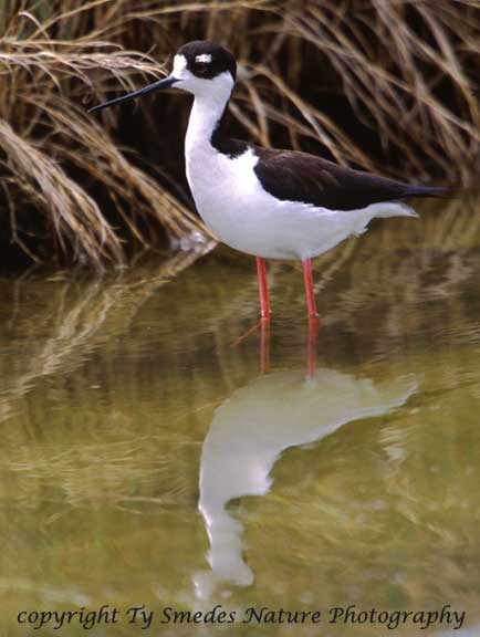 Black-necked Stilt