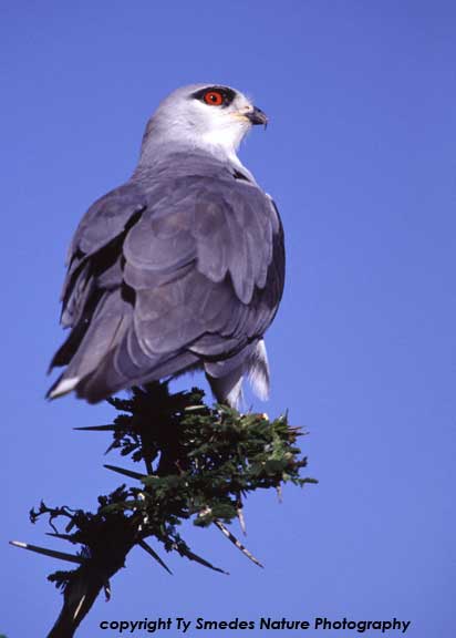 Black-shouldered Kite, Serengeti National Park, Tanzania