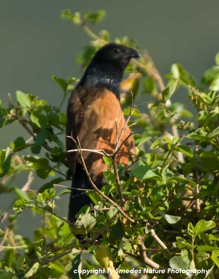 Black Coucal , Serengeti National Park, Tanzania