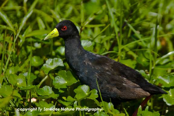Black Crake , Amboseli National Park, Kenya