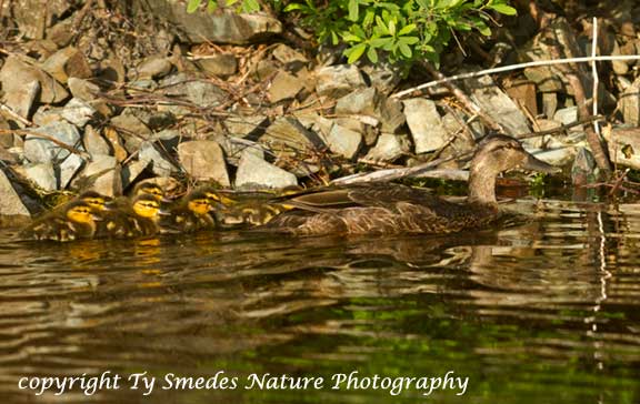 Black Duck and Ducklings