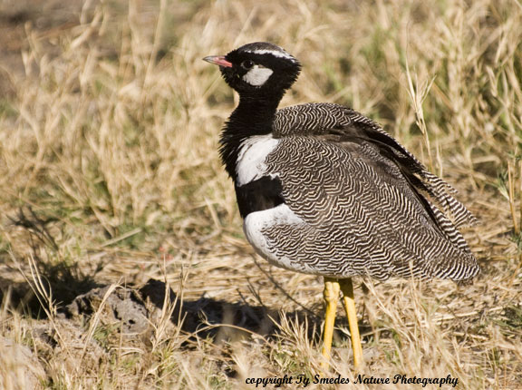 Northern Black Kohan, Chobe National Park, Botswana