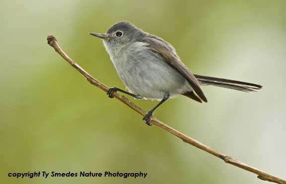 Blue-gray Gnatcatcher
