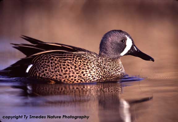Bluewinged Teal Drake