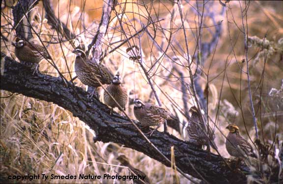 Bobwhite Quail