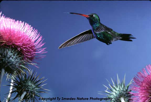 Broadbilled Hummingbird in Thistle Patch