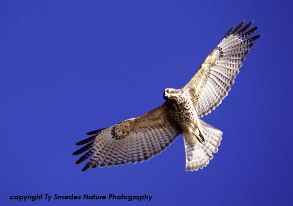 Broad-winged Hawk