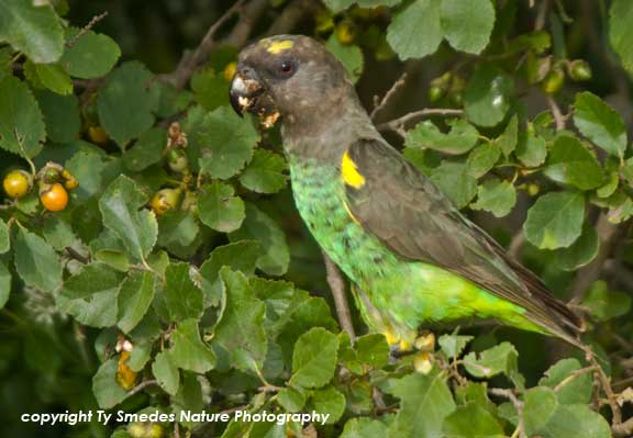 Brown Parrot, Serengeti National Park, Tanzania