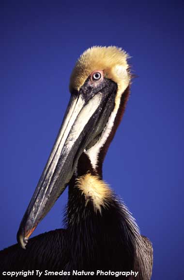 Brown Pelican