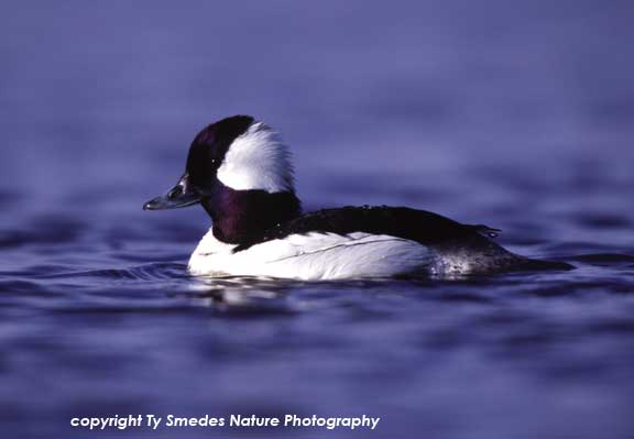 Bufflehead Drake