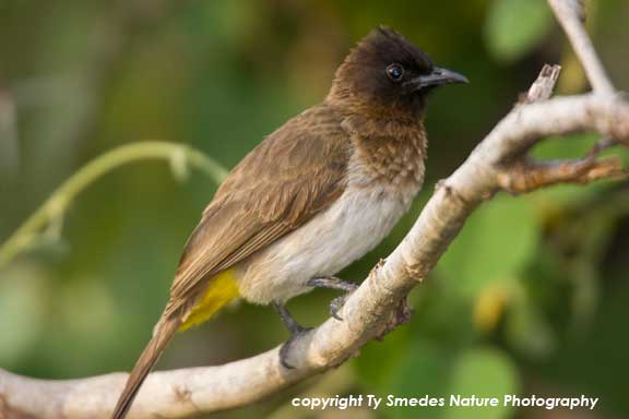 Common BulBul, Ngorongoro Conservation Area, Tanzania