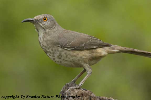 Curve-billed Thrasher in South Texas