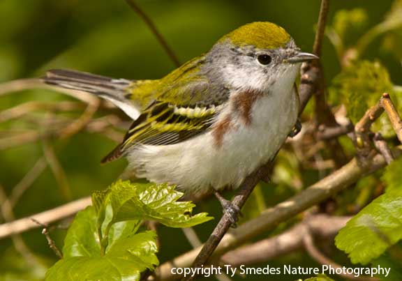 Chestnut-sided Warbler - female