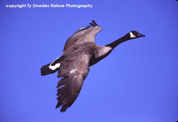 Canada Goose