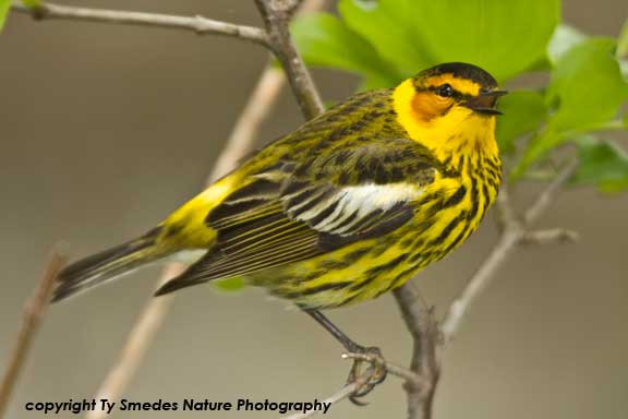 Cape May Warbler Singing