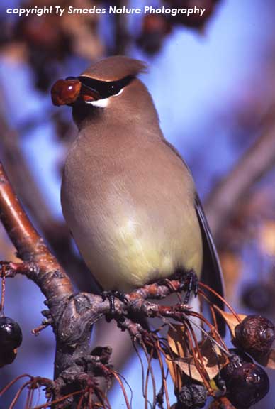 Cedar Waxwing