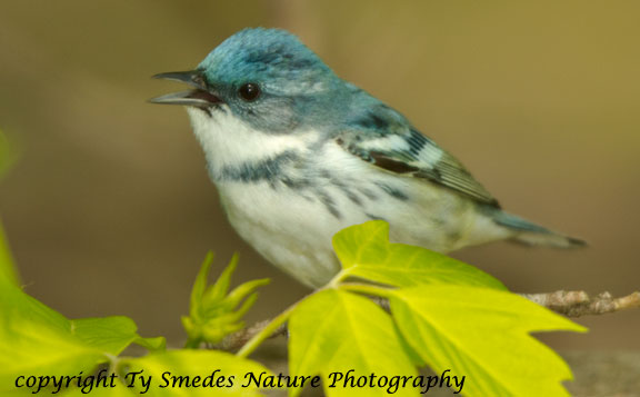 Cerulean Warbler