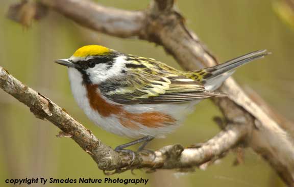 Chestnut-sided Warbler