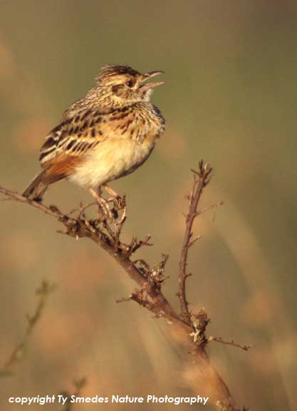 Chestnut Sparrow in Masai Mara of Kenya