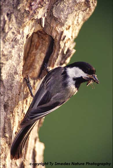 Black-capped Chickadee at nest, with insect