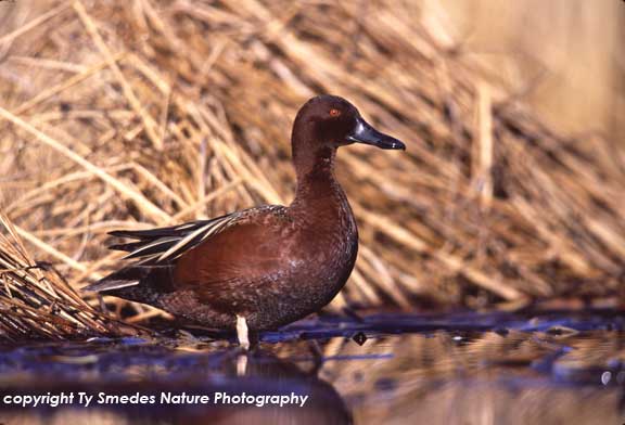Cinnamon Teal Drake