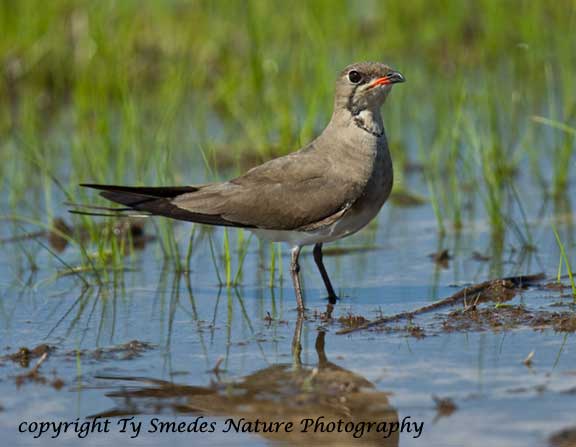 Collared Pranticole, Botswana