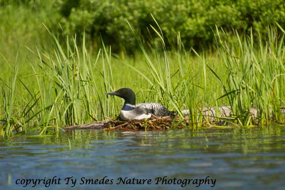 Common Loon on nest